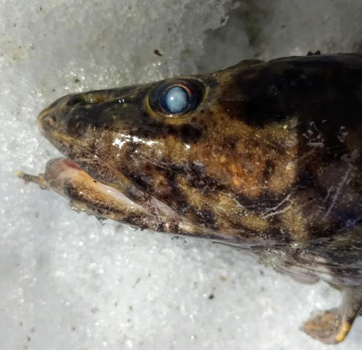 Fish with eye parasites