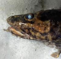 Fish with eye parasites