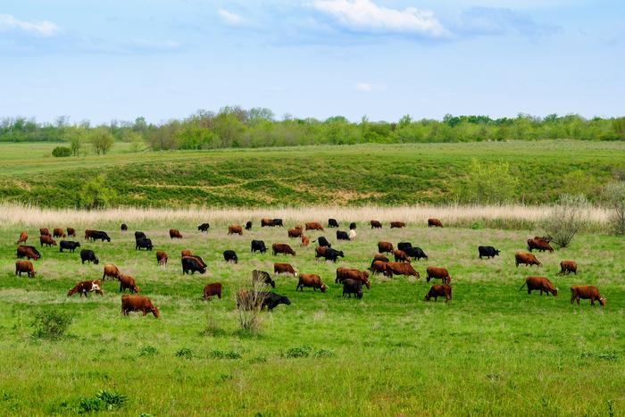 Study documents beef industry group’s early efforts to counter climate concerns