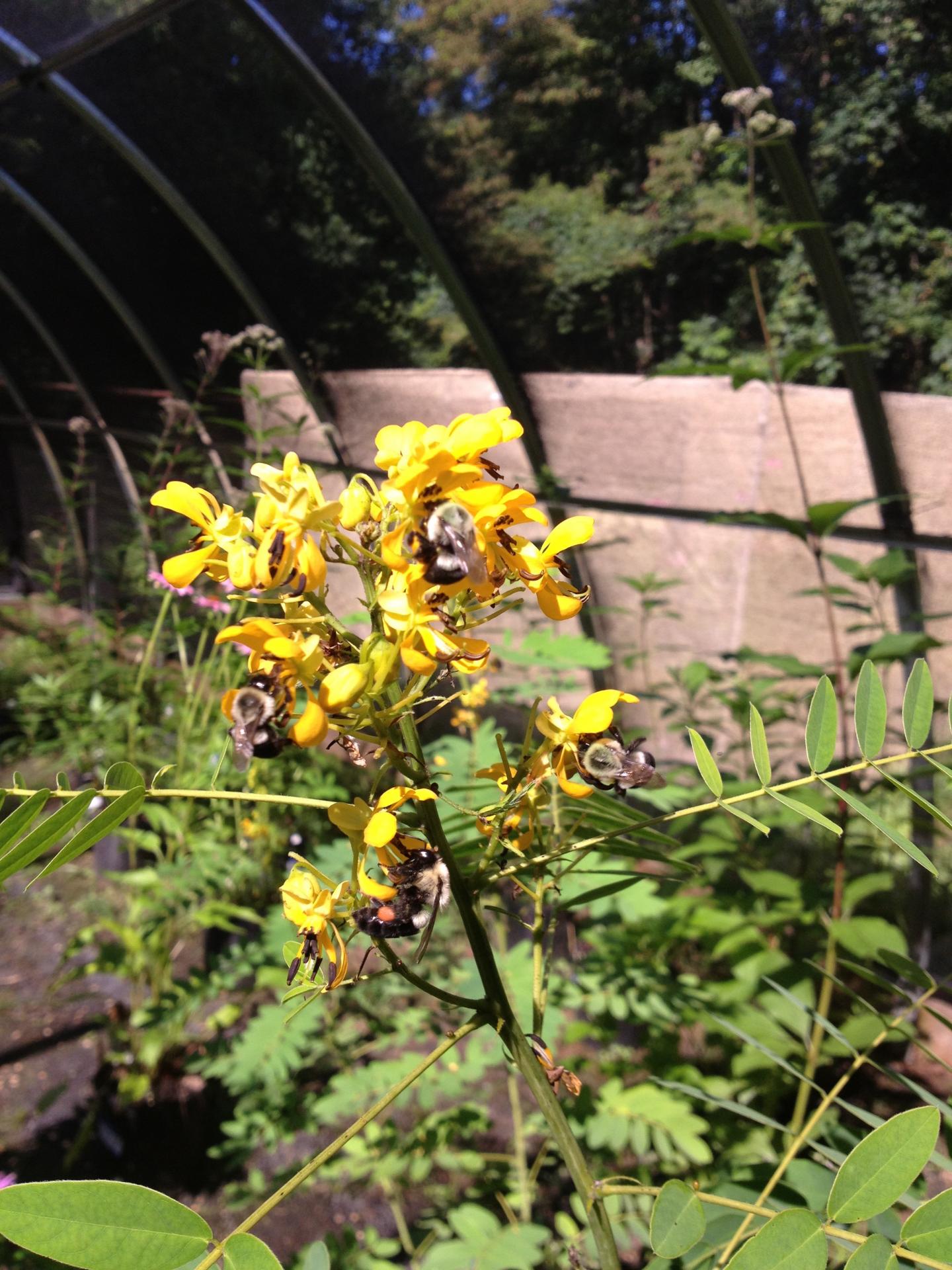 Outside Bees