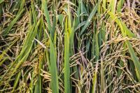 Arsenic and Rice Photo 2