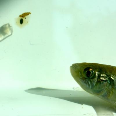 Feeding Experiments