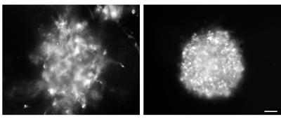 Imipramine Blue on Glioblastoma Cells