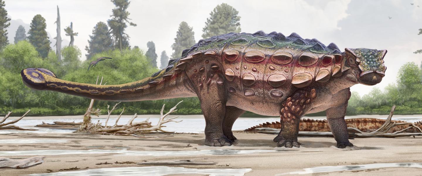 <em>Akainacephalus</em> Artist Illustration