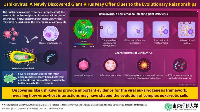 Ushikuvirus: A newly discovered giant virus may offer clues to the evolutionary relationships