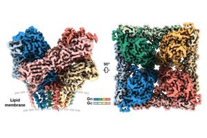 Structure of the hantavirus Gn-Gc tetramer