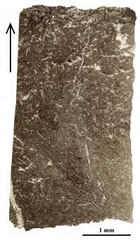 Comley Limestone