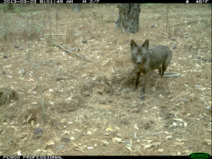 Coyote