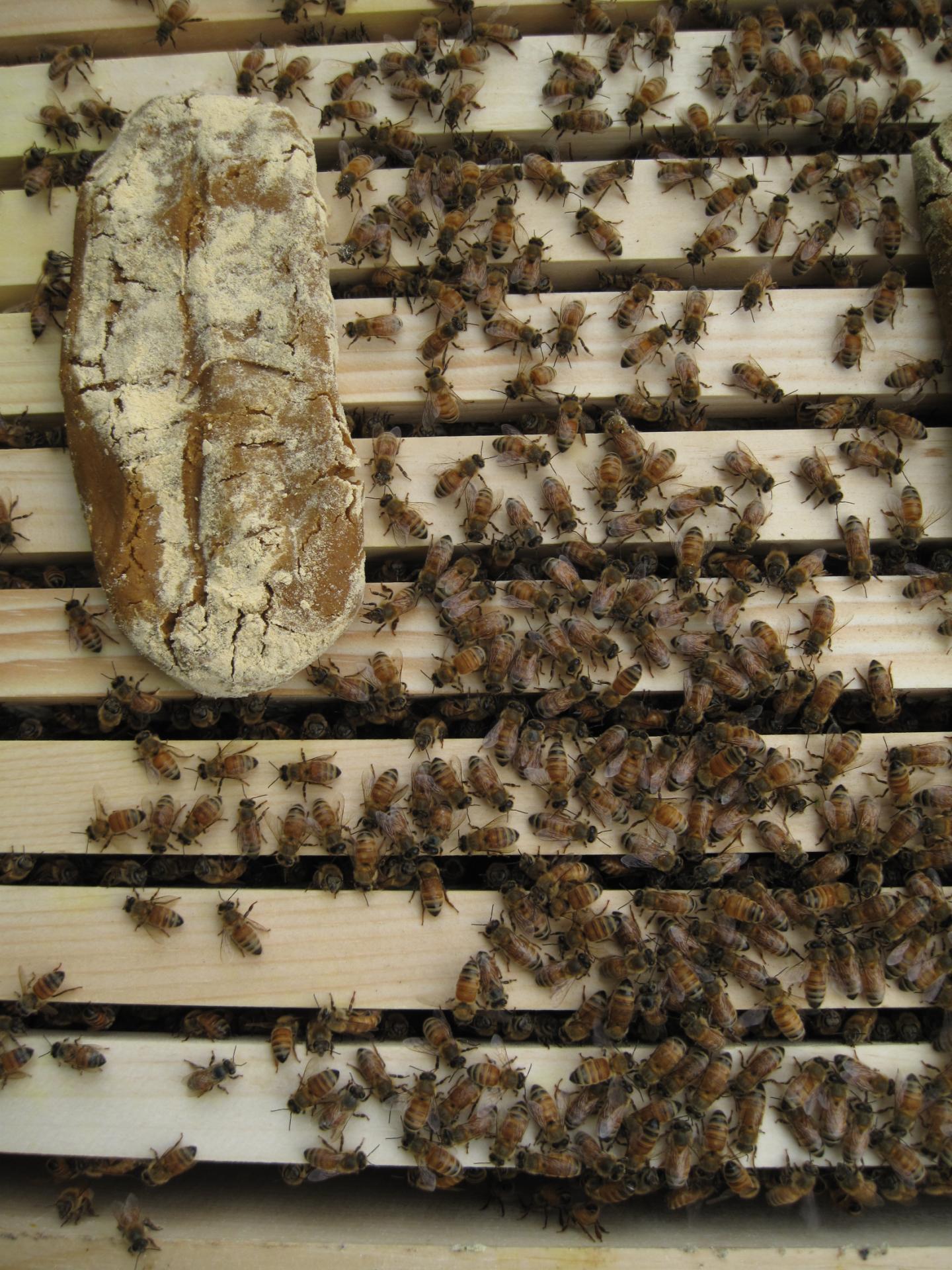 Bees Closeup With Food