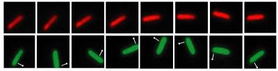 E.coli With Proteorhodopsin