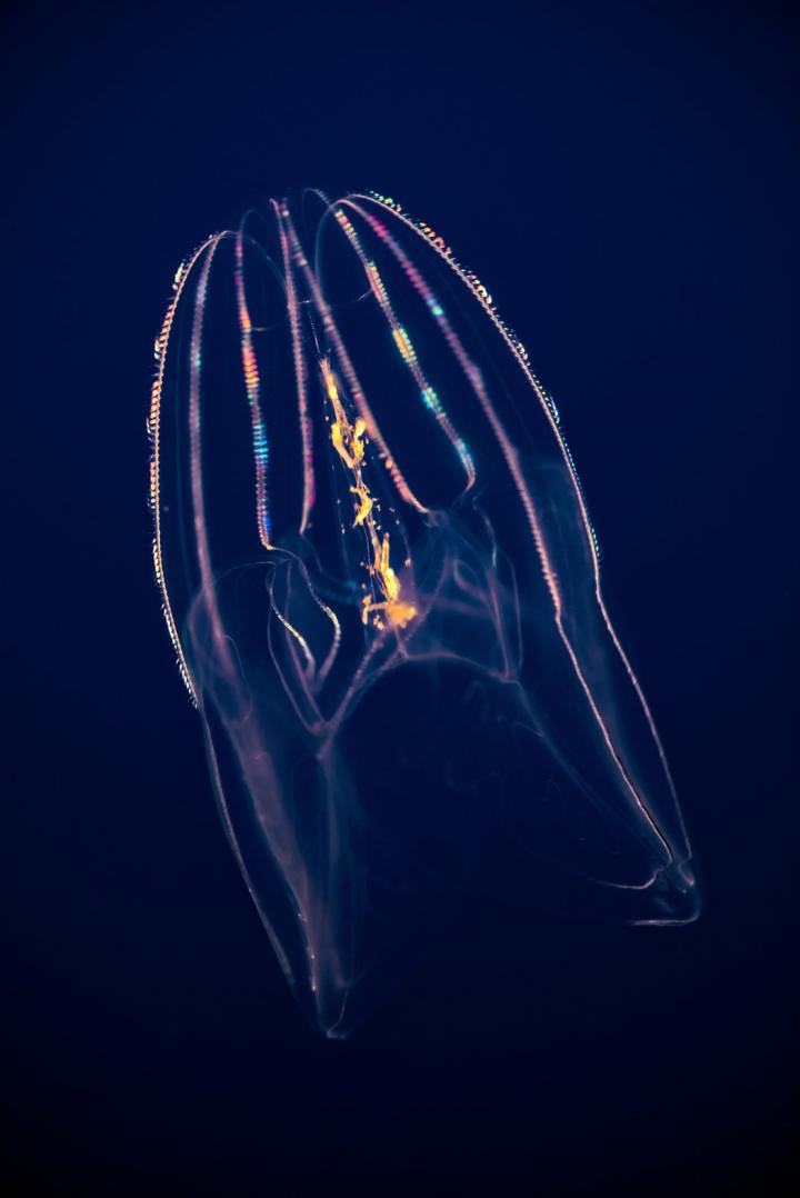 Ctenophore