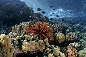 Maui reef