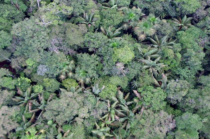 Plateau Forest Canopy