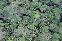 Plateau Forest Canopy