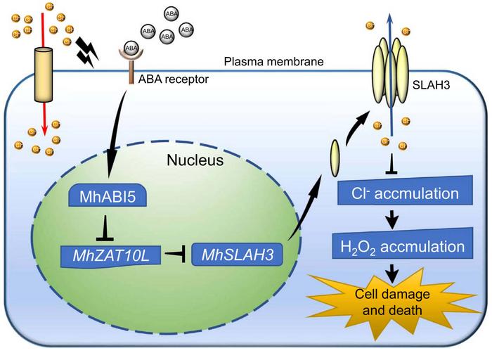 A working model showing that the ABI5-ZAT10-SLAH3 transcription module mediates ABA to regulate Cl− accumulation and damage under chloride stress.
