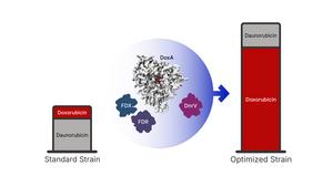Doxorubicin production