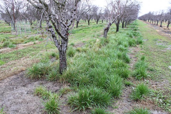 Italian Ryegrass