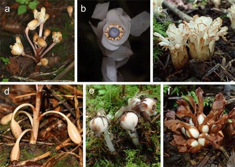 光合成をやめた植物3種の種子の運び手をカマドウマと特定（図2）