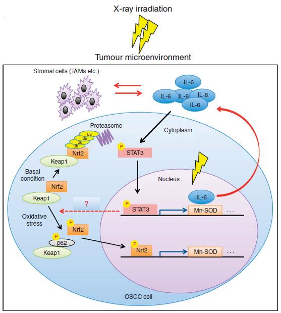 The IL-6-Mediated Radioresistance Model