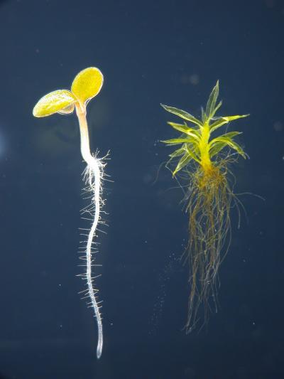 Flowering Plants Rooted in the Past