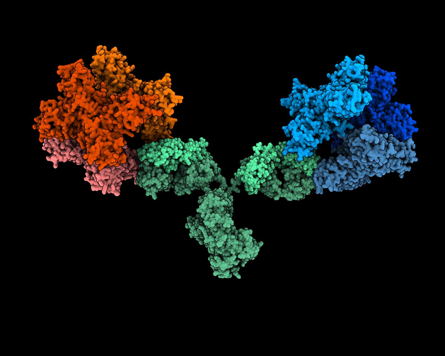 1G5.3 antibody bound to Zika and dengue NS1 proteins