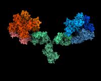 1G5.3 antibody bound to Zika and dengue NS1 proteins