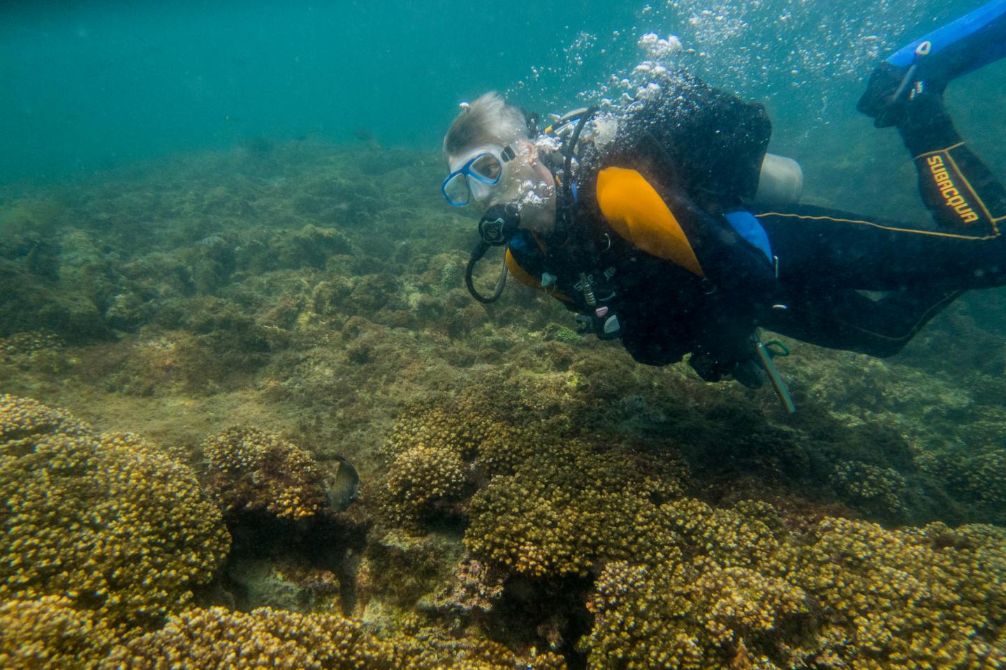 Coral reefs