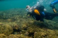 Coral reefs
