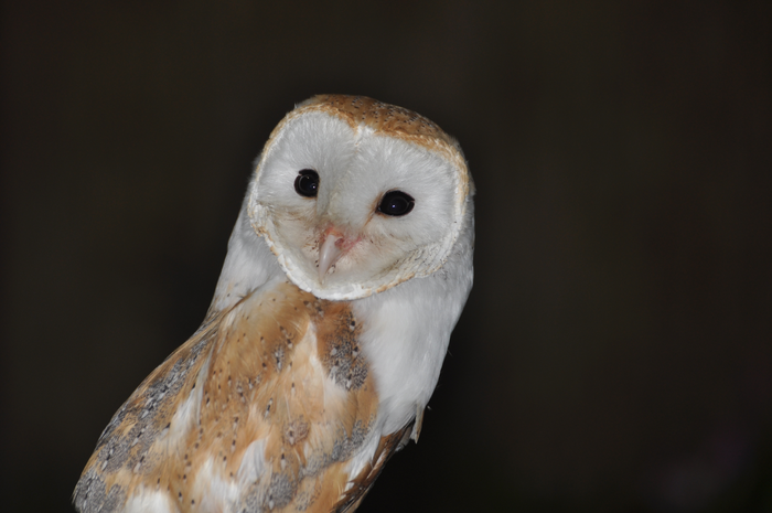 Barn owl (Tyto alba)