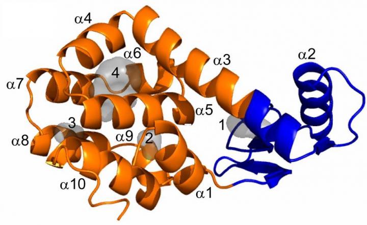 Cavities Destabilize Proteins