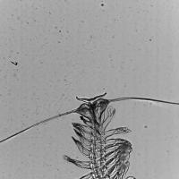 Polychaete worm swimming GIF