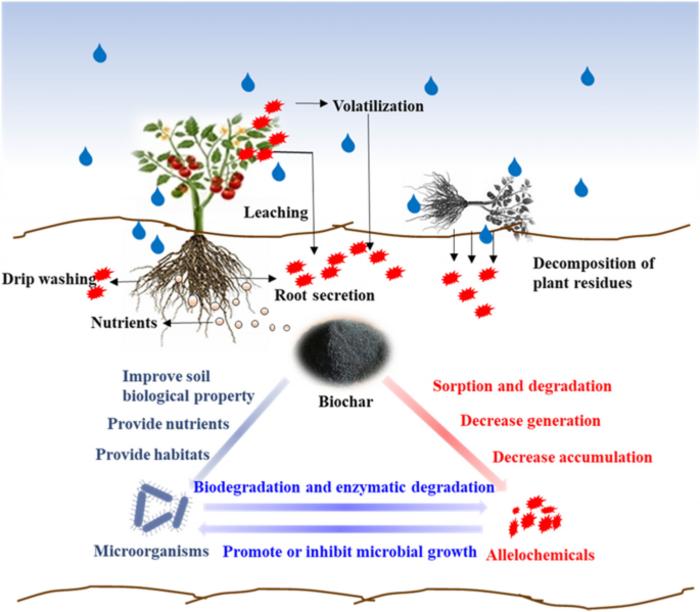 Biochar mitigates allelopathy through regulating allelochemical generation from plants and accumulation in soil