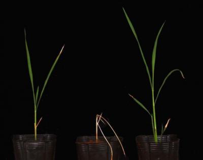 Salt Tolerant Rice Plants