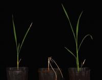 Salt Tolerant Rice Plants