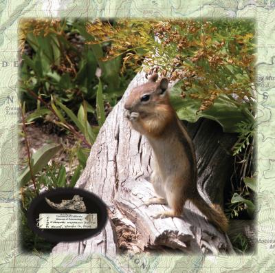 Golden-mantled Ground Squirrel