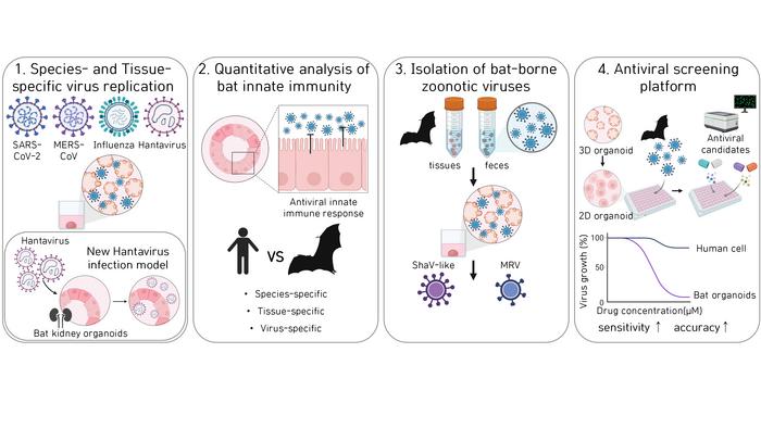 Figure 2. Key Research Findings Using Bat Organoids