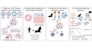 Figure 2. Key Research Findings Using Bat Organoids