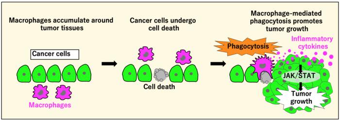 Header: The unexpected role of phagocytosis in fueling tumor growth