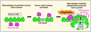 Header: The unexpected role of phagocytosis in fueling tumor growth