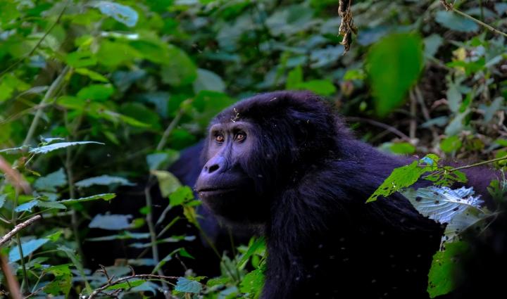 Ape