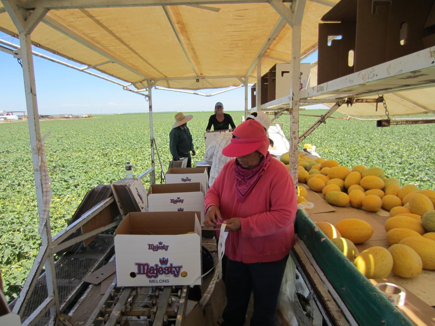 Women Working in Field