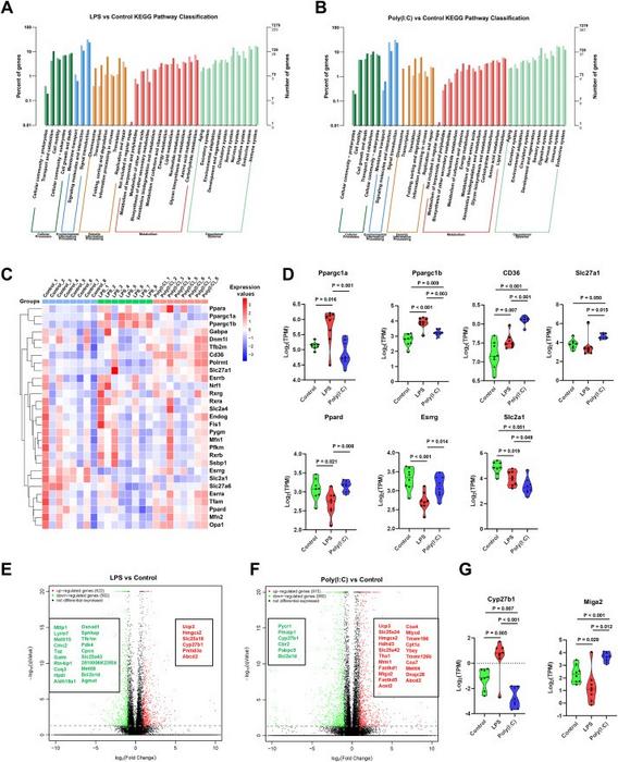 Maternal infections significantly affect cardiac metabolism in offspring mice.
