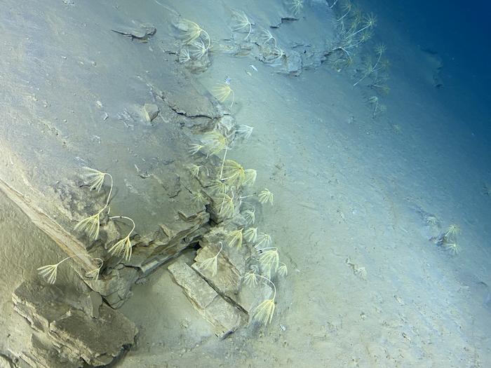 Crinoid meadow