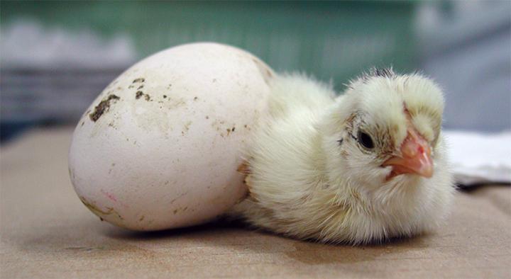 A Chick