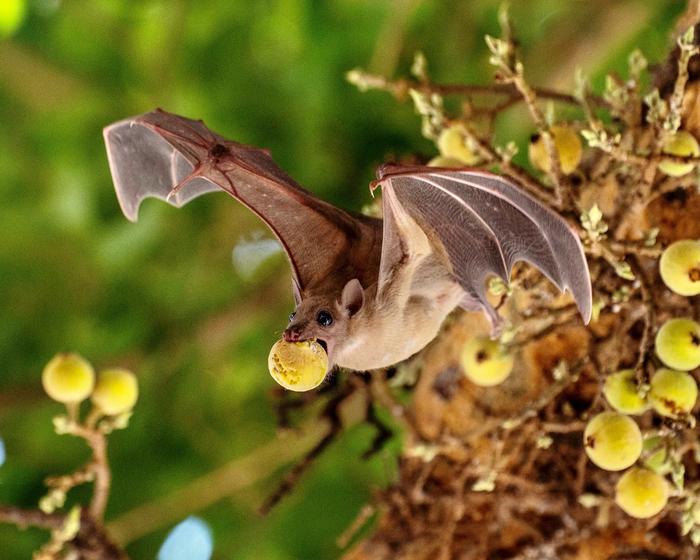 Fruit bat