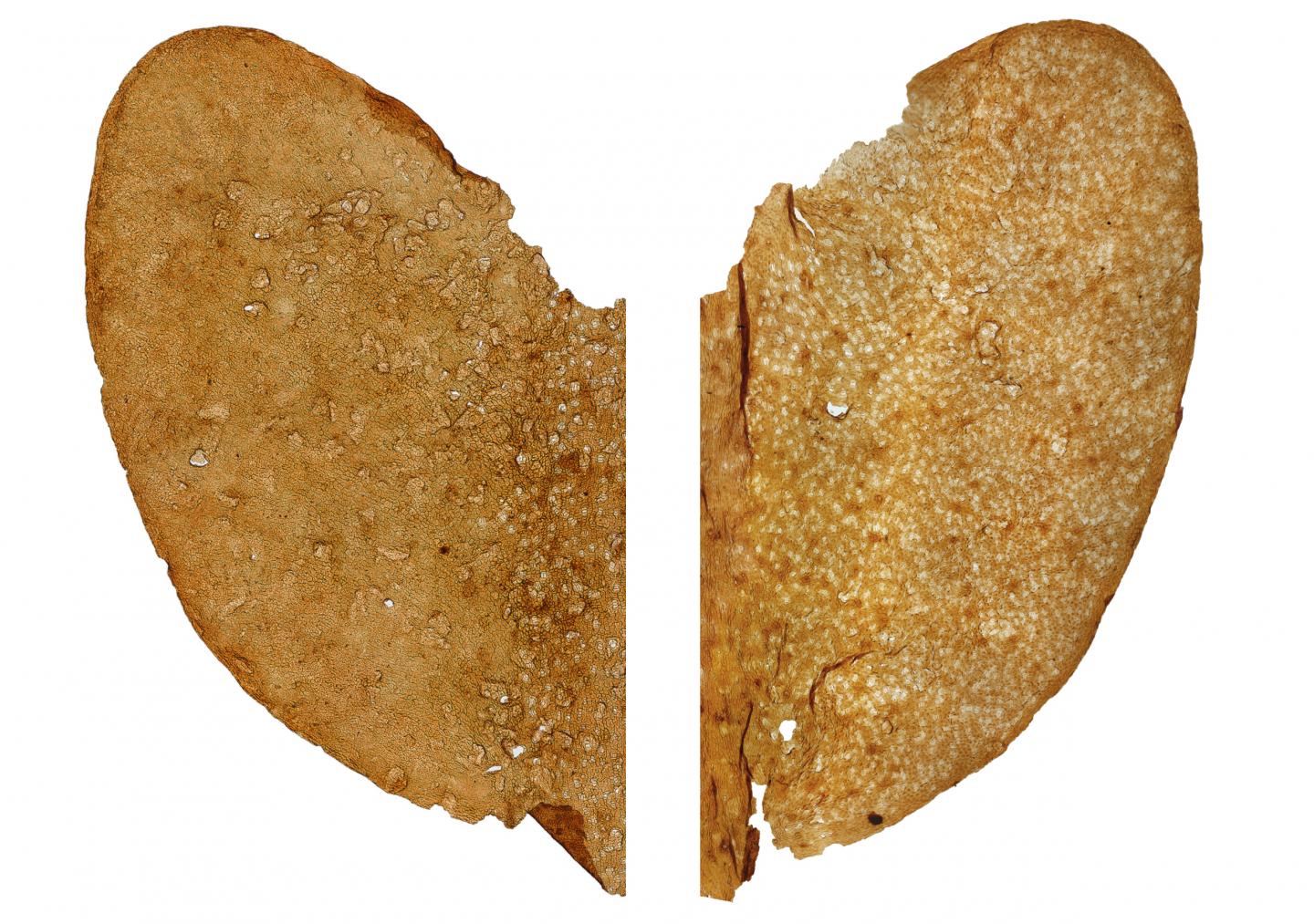 Hidden Cradle of Early Plant Evolution Discovered in the Middle East (7 of 8)