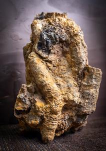 Glass factory found: Basinwide (600 km) preservation of sponges on the Phosphoria glass ramp, Permian, USA