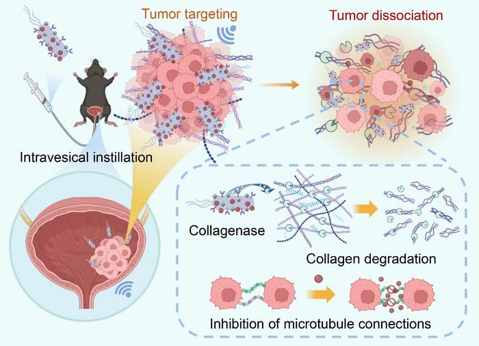 Ultrasound-responsive micro/nanorobots for bladder cancer therapy