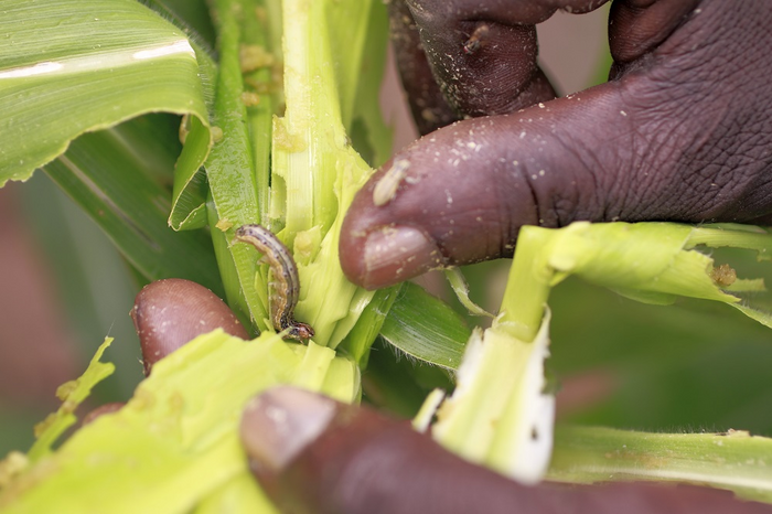 Fall armyworm is a major threat to the majority of Africa’s maize crops