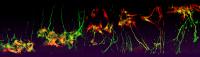 Neuronal Response to Sema3A Gradients of Decreasing Steepness